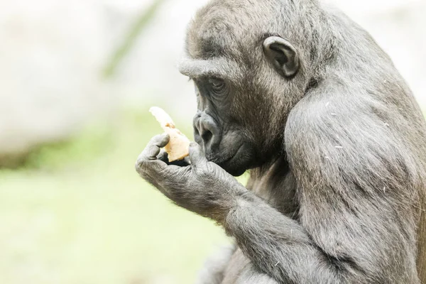 Nahaufnahme: Gorilla frisst Früchte — Stockfoto
