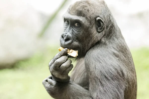 Retrato de cerca del gorila comiendo fruta —  Fotos de Stock