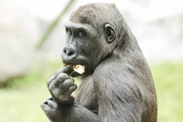 Nahaufnahme: Gorilla frisst Früchte — Stockfoto