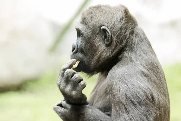 Nahaufnahme: Gorilla frisst Früchte — Stockfoto