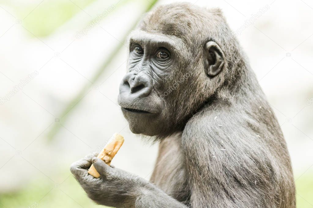 Close-up portrait of gorilla eating fruit