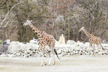 Zürafalar kırsal kesimde yürüyüş