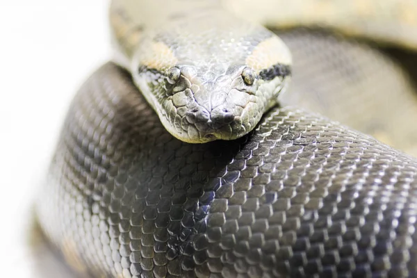 stock image Portrait to a python snake