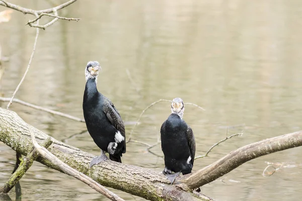 Zwei Kormorane auf einem Flussarm — Stockfoto