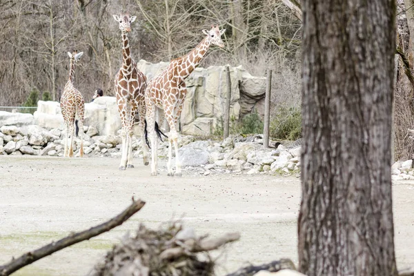 Giraffes walking in the countryside — Stock Photo, Image