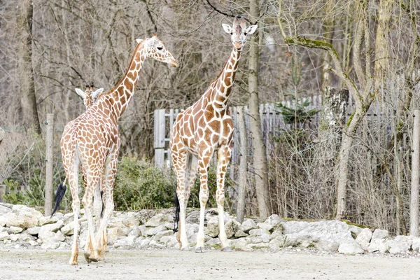 Giraffes walking in the countryside — Stock Photo, Image