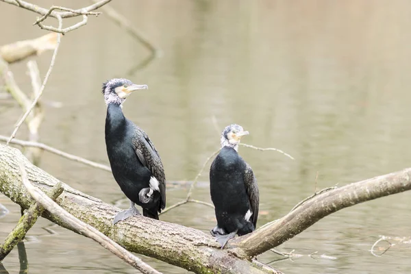 Zwei Kormorane auf einem Flussarm — Stockfoto