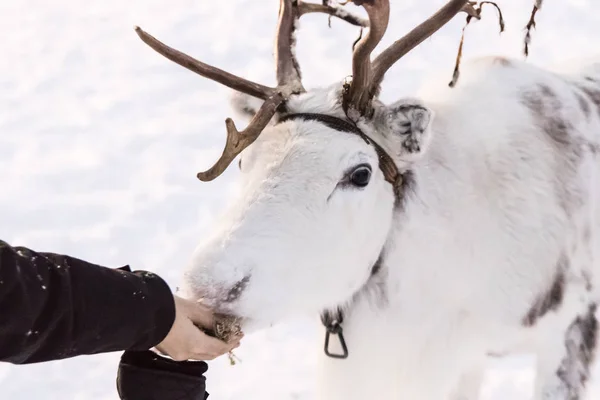 Uma rena branca na neve — Fotografia de Stock