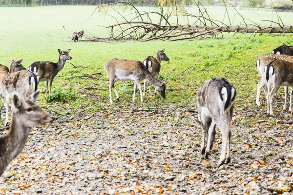 Herd of deer in the forest — Stock Photo, Image