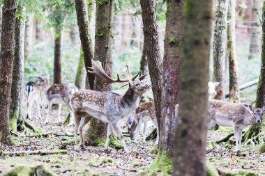 Avrupa Kızıl geyik ormana