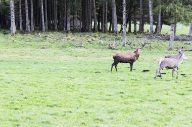 Avrupa Kızıl geyik ormana