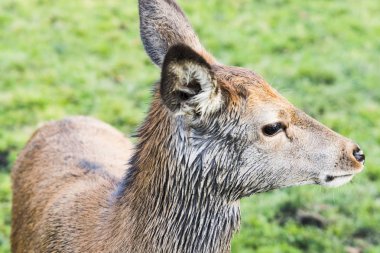 Avrupa Kızıl geyik ormana