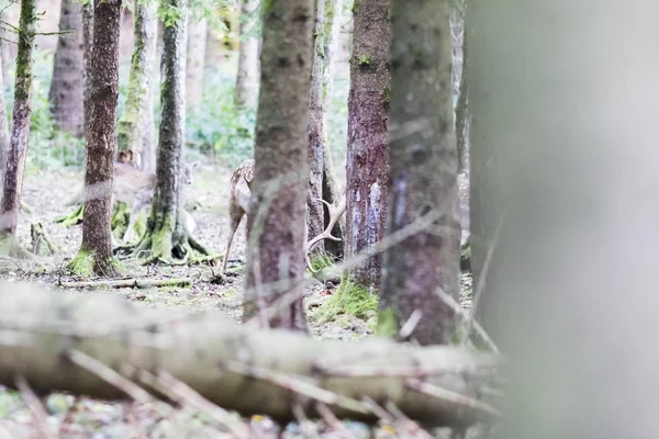 European red deer in the forest — Stock Photo, Image