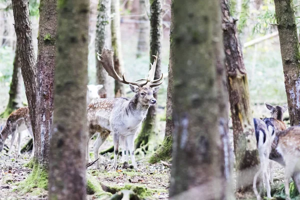 European red deer in the forest — Stock Photo, Image