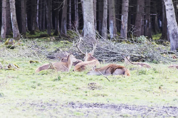 Cervo rosso europeo nella foresta — Foto Stock