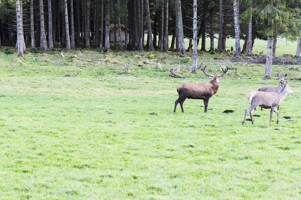 Avrupa Kızıl geyik ormana