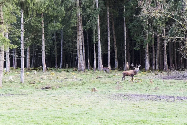 Cervos vermelhos europeus na floresta — Fotografia de Stock