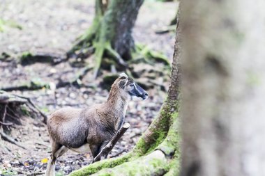Ormanın içinde kadın muflon
