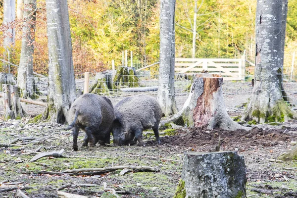 Männliche Wildschweine kämpfen in einem Wald — Stockfoto
