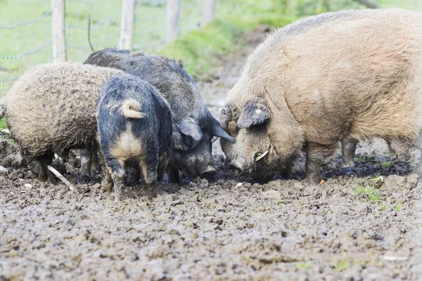 Mangalica cins domuzlar