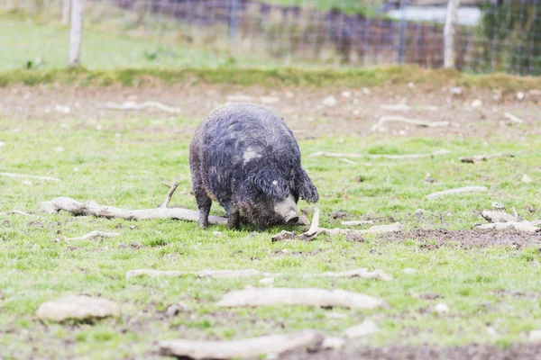 Pigs of the mangalica breed — Stock Image Pigs of the mangalica breed Royalty Free Stock Images
