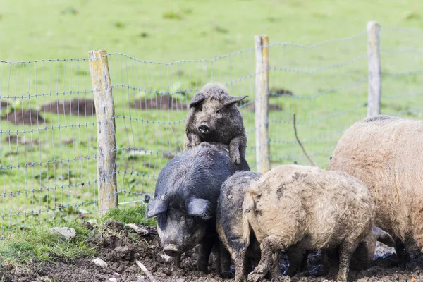 Pigs of the mangalica breed — Stock Image Pigs of the mangalica breed Royalty Free Stock Photos