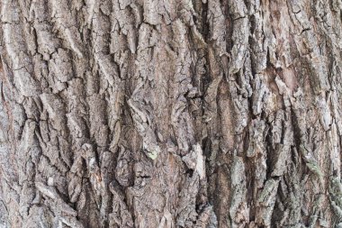 Closeup kaba ağaç kabuğu doku