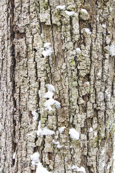 Vértes gömbfa fa kéreg textúra — Stock Fotó