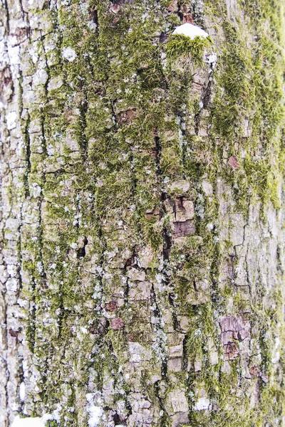 Vértes gömbfa fa kéreg textúra — Stock Fotó