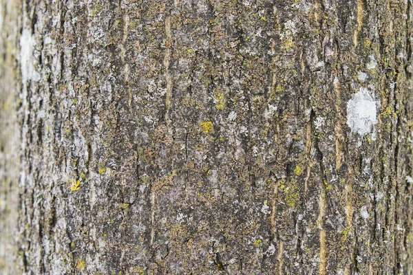 Closeup Textura da casca da árvore áspera — Fotografia de Stock