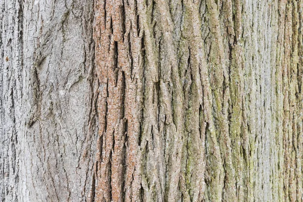 Primer plano Textura áspera de la corteza del árbol — Foto de Stock