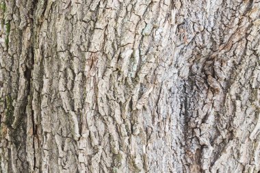 Closeup kaba ağaç kabuğu doku