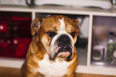 İngilizce bulldog doğurmak köpek portresi