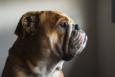 İngilizce bulldog doğurmak köpek portresi