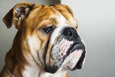 İngilizce bulldog doğurmak köpek portresi