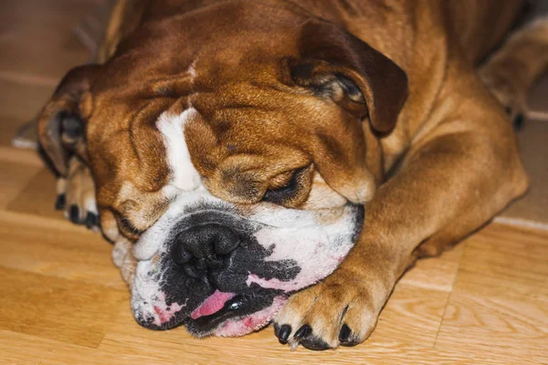 Portrait of dog of the english bulldog breed — Stock Photo, Image