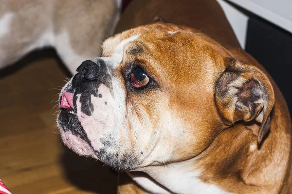 portrait of dog of the english bulldog breed