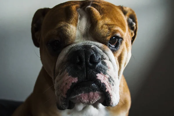 Portrait of dog of the english bulldog breed — Stock Photo, Image