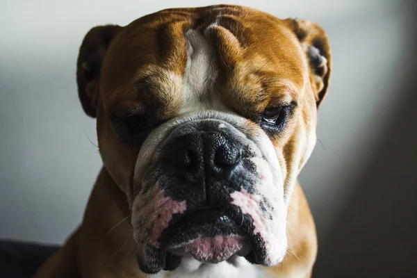 Portrait of dog of the english bulldog breed — Stock Photo, Image