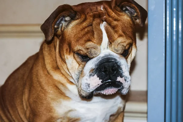 portrait of dog of the english bulldog breed