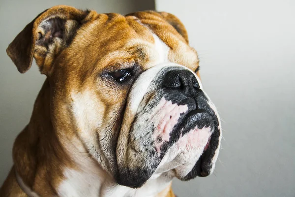 Portrait of dog of the english bulldog breed — Stock Photo, Image