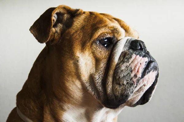 İngilizce bulldog doğurmak köpek portresi