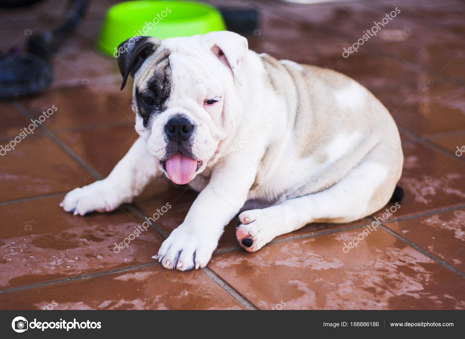 Portrait De Chien De La Race Bulldog Anglais Photographie