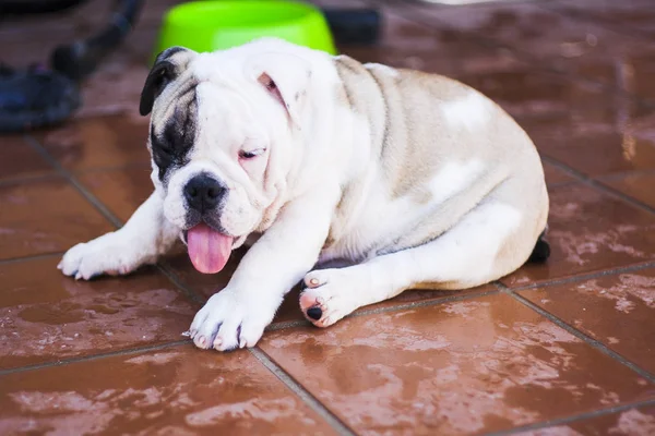 İngilizce bulldog doğurmak köpek portresi