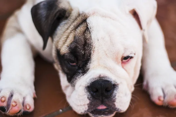 Portrait of dog of the english bulldog breed — Stock Photo, Image