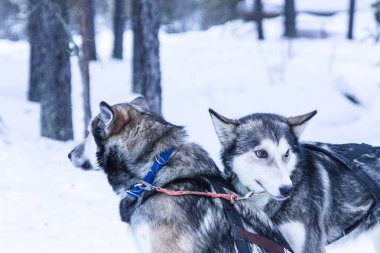 dış yapraklar bir mola sırasında bir sefer karda kızakla
