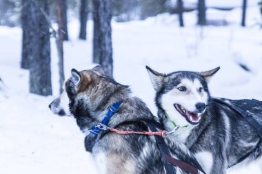 dış yapraklar bir mola sırasında bir sefer karda kızakla