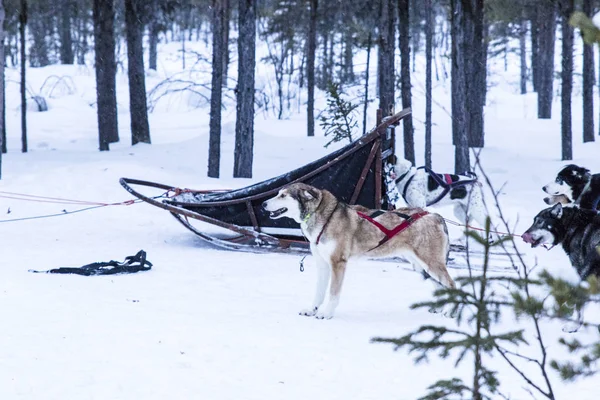 Patinagem huskies durante uma pausa de uma expedição na neve — Fotografia de Stock