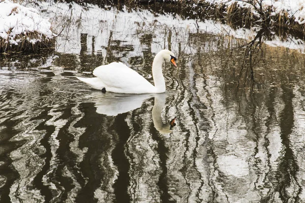 Cygne nageant sur la rive du lac avec de la neige — Photo