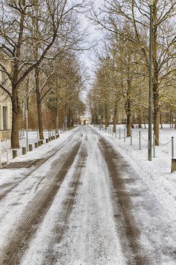 Bir ormandaki çeşitli ağaçları içine karlı yol